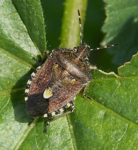 Réf. 219 362 : Dolycoris baccarum